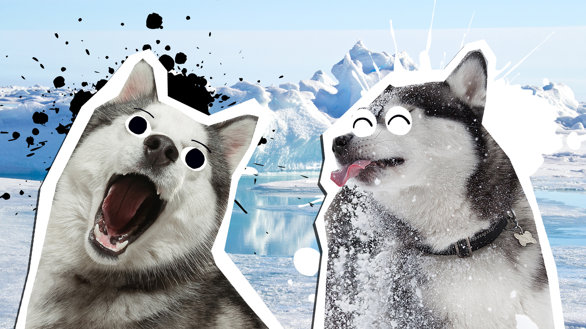 15 Snuggly Siberian Husky Fun Facts | Beano