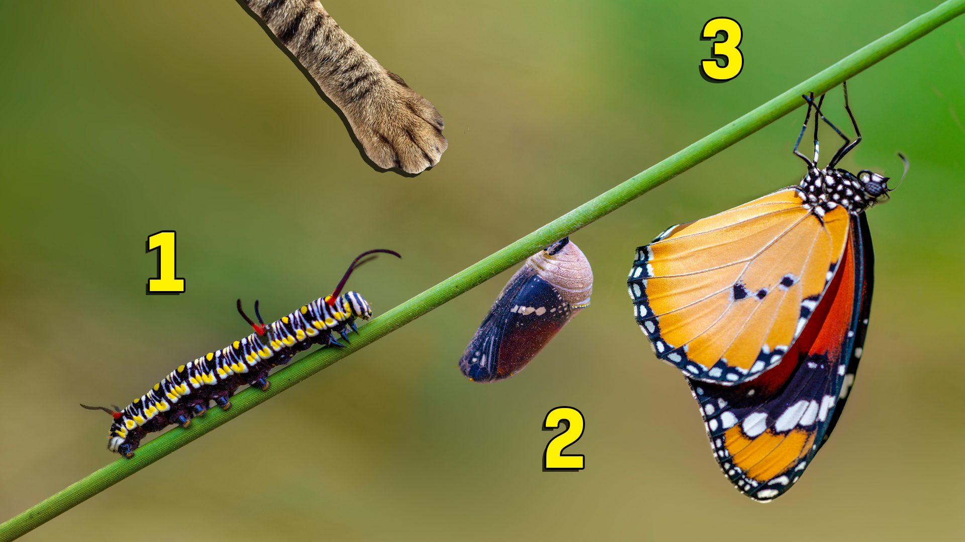 15 Fun Interesting Butterfly Facts You Never Knew Beano