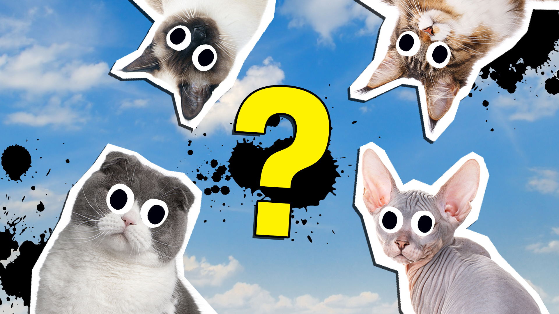 Cats Empire Quiz: What Type of Cat are You? – SKGaleana