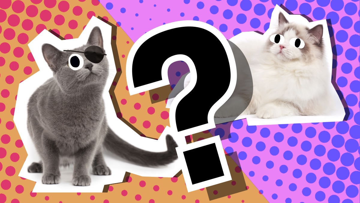 Quiz: What Cat Breed Are You? Find Out Now