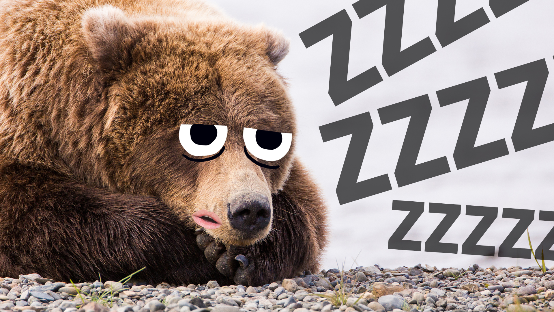 Bear Hibernation: 5 Fun Facts - Yellowstone Forever