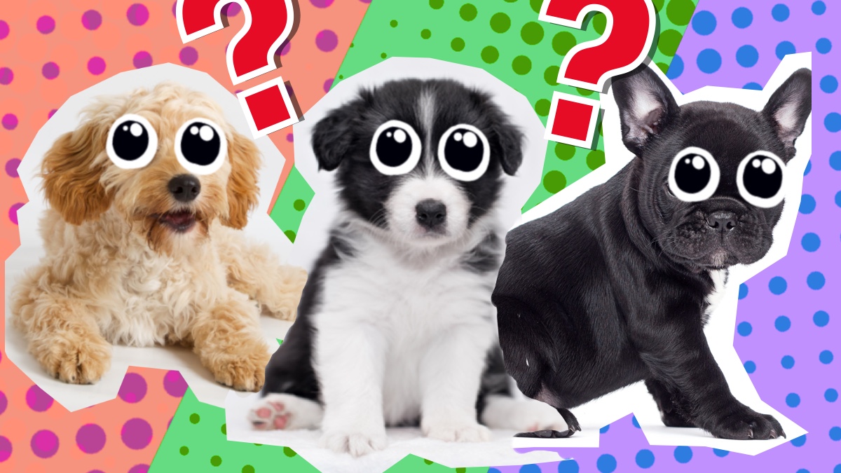 Dog Quizzes on Funny Stuff Every Day!