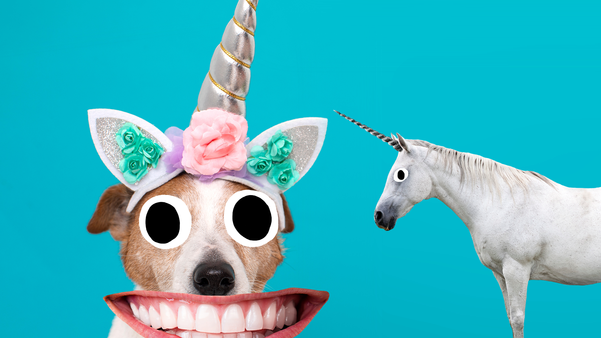 Dog as unicorn with shocked looking unicorn on blue background