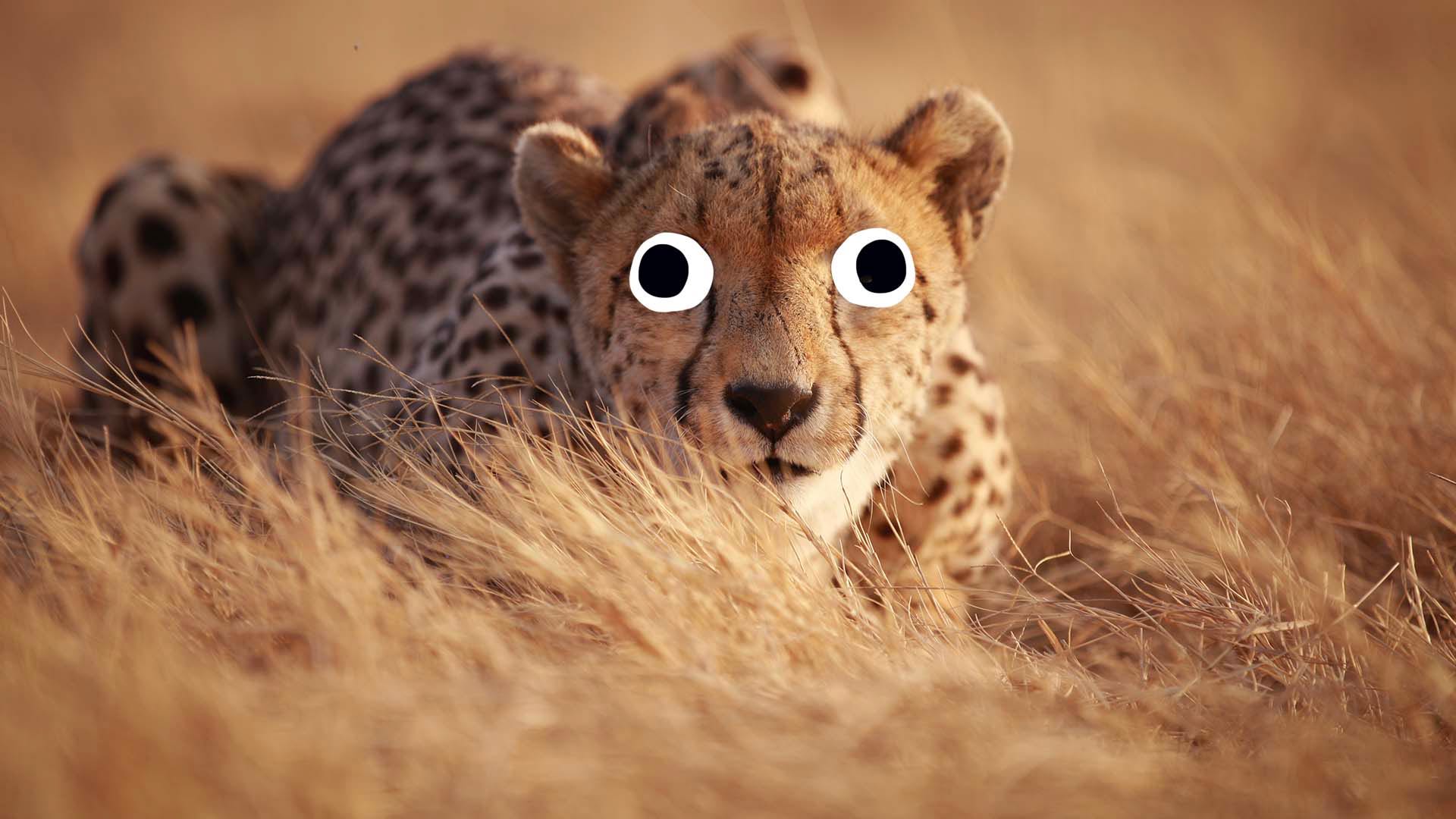 Cheetah facts