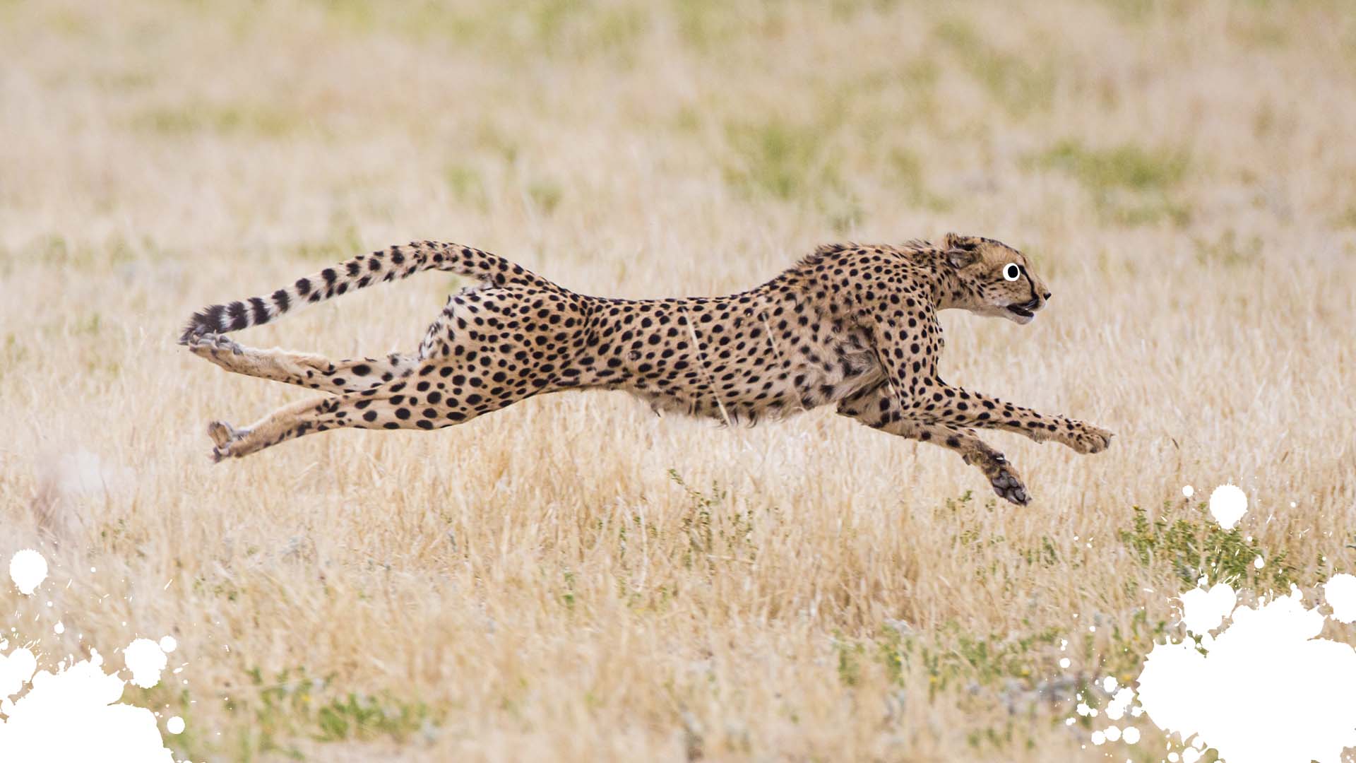 15 Interesting Cheetah Facts Your Never Knew | Beano