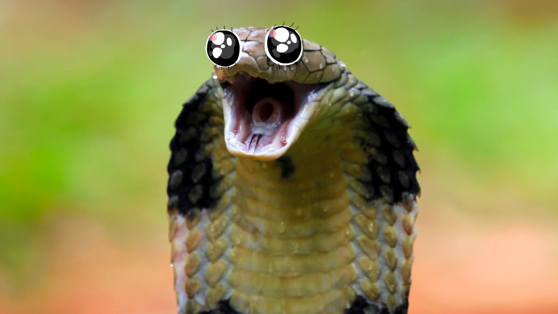 Interesting King Cobra Facts You Never Knew Beano