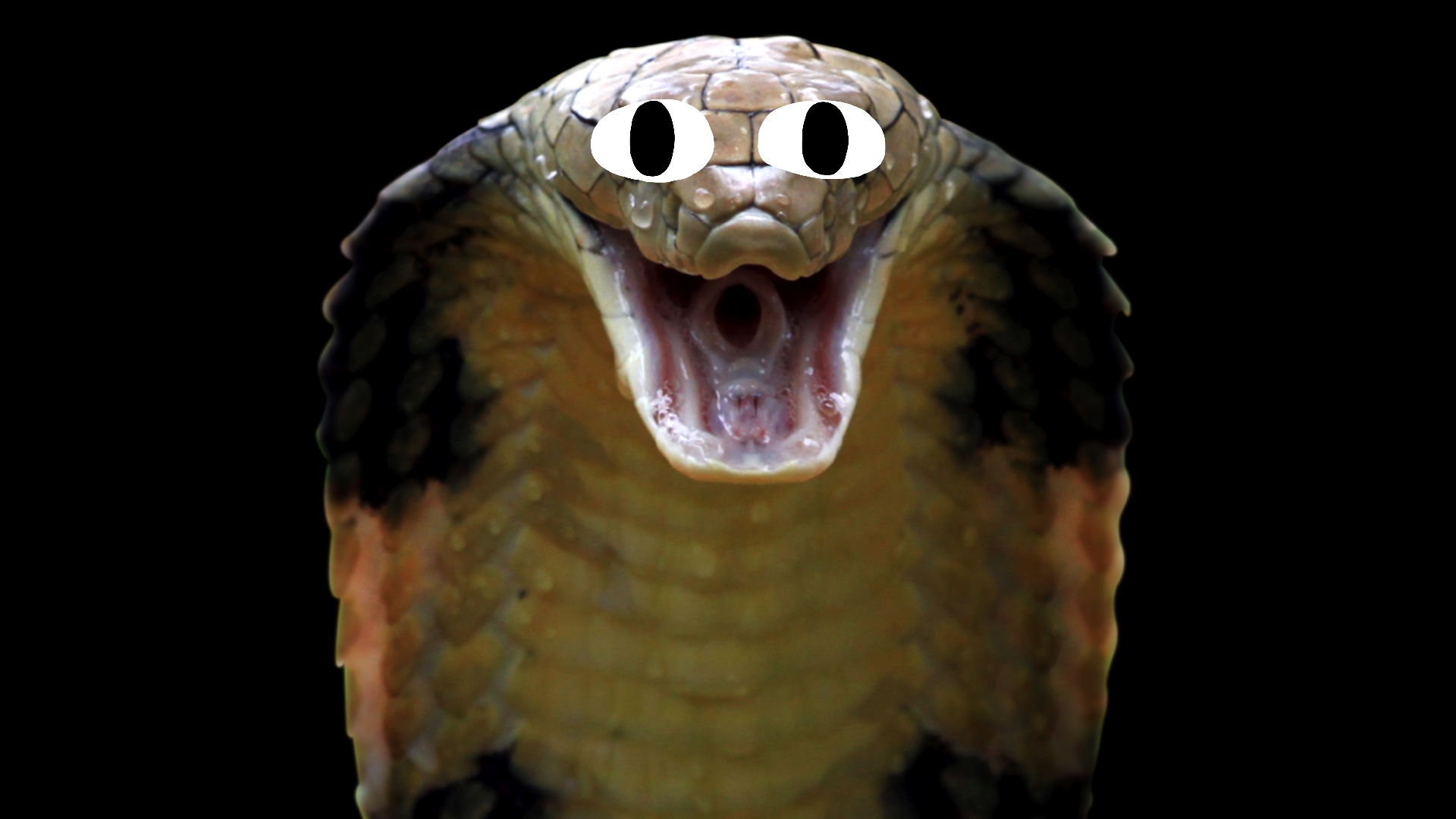 10 Incredible King Cobra Facts (No Other Snake Does #7!) - A-Z Animals