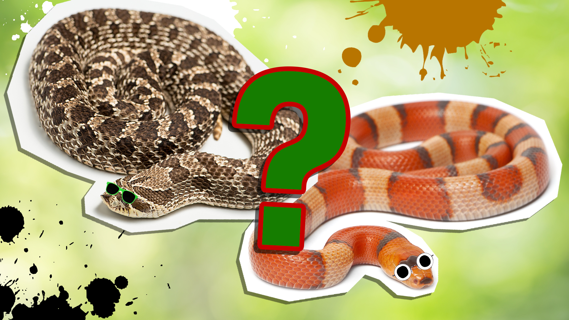 10 Incredible King Cobra Facts (No Other Snake Does #7!) - A-Z Animals