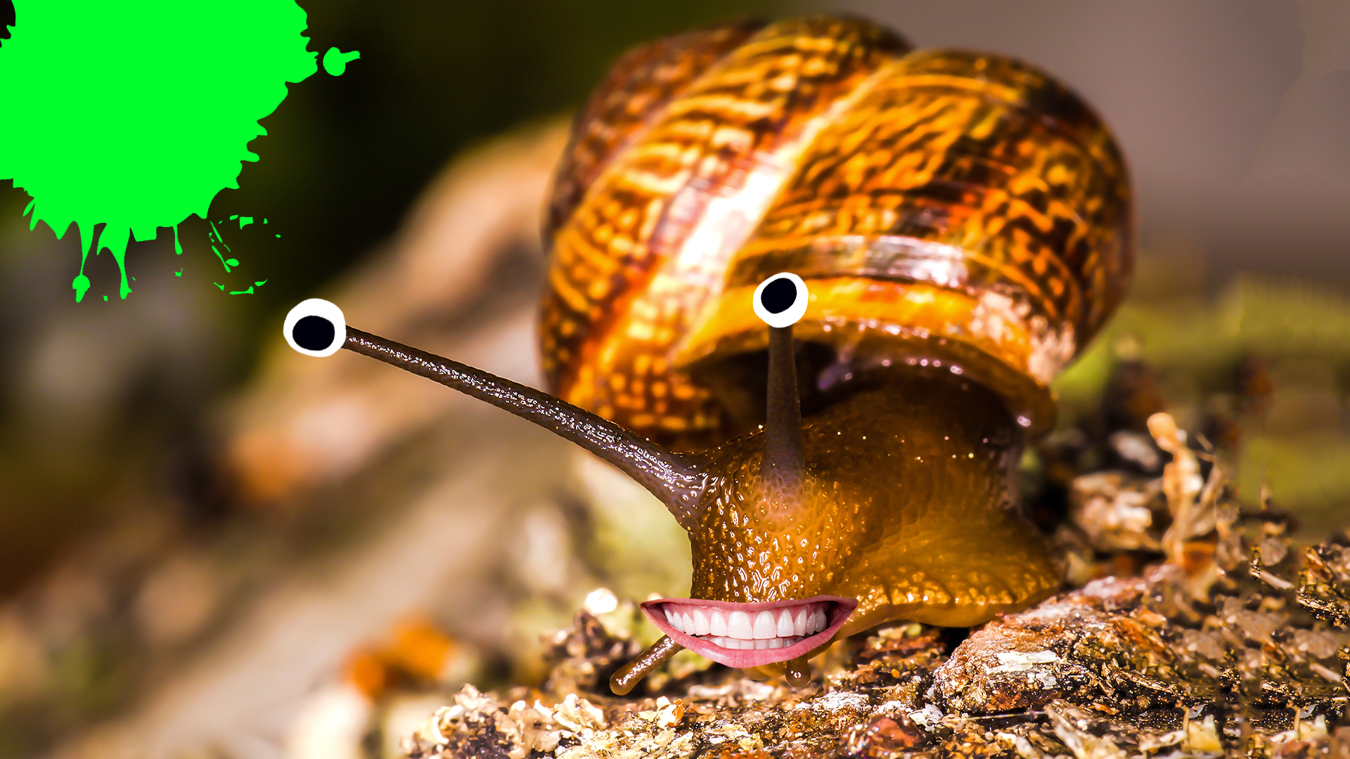 15 Slimy Snail Facts to Bring You Out of Your Shell!