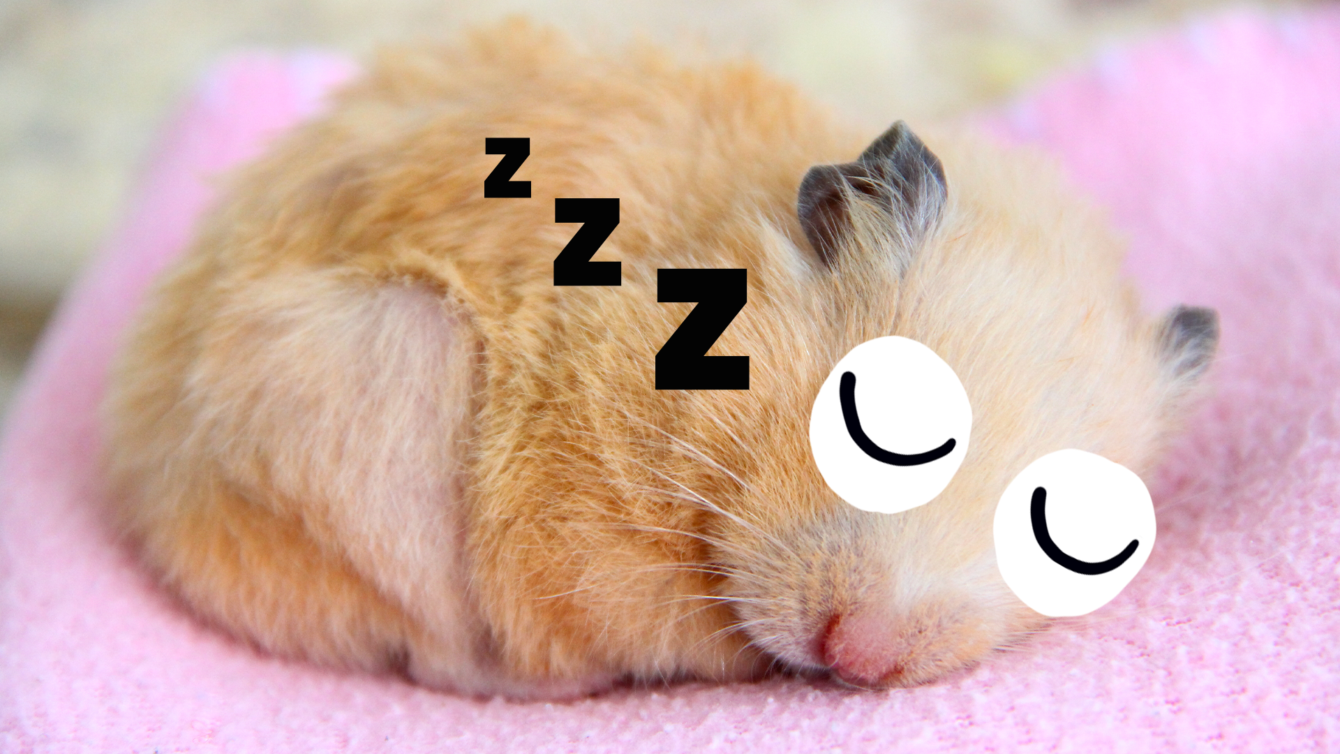 toezicht houden op Gronden Aanzetten 10 Best Hamster Fun Facts | Beano.com