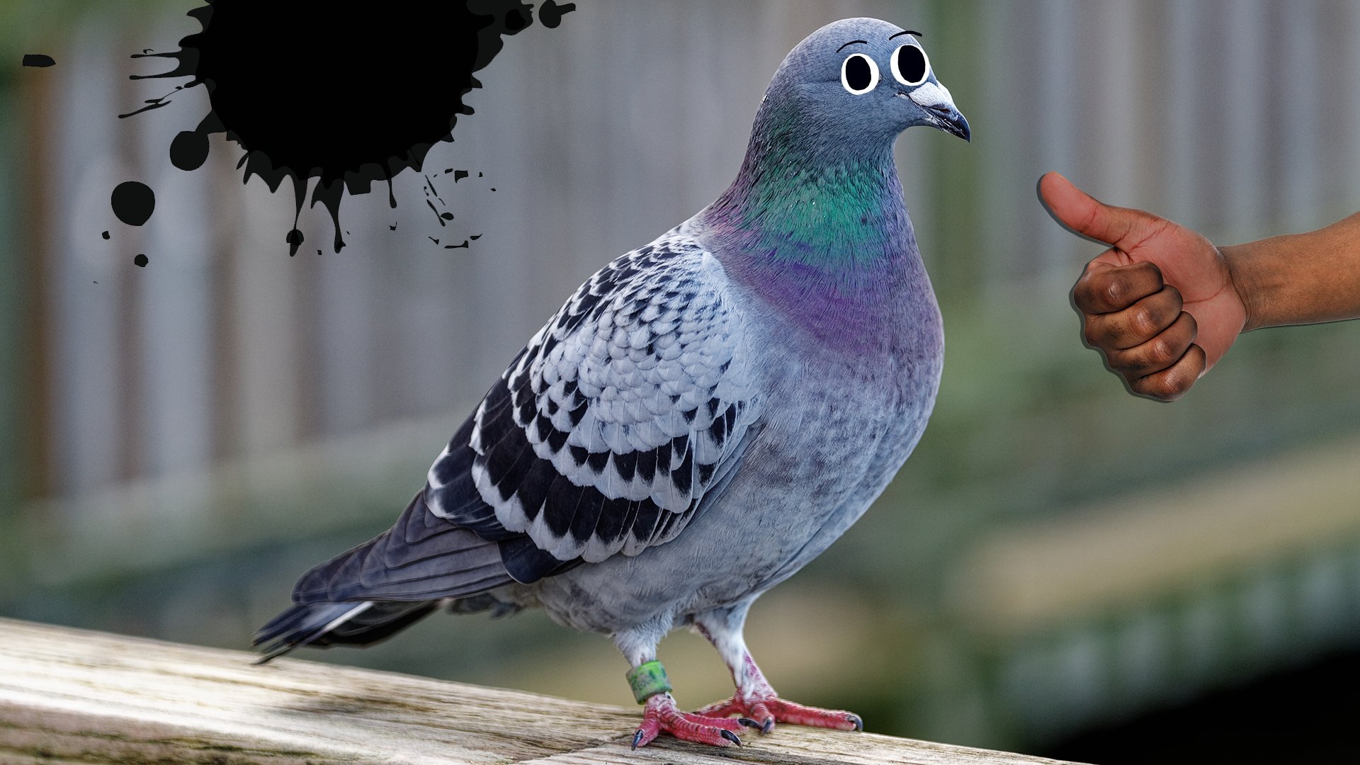 15 Amazing Interesting Pigeon Facts | Beano