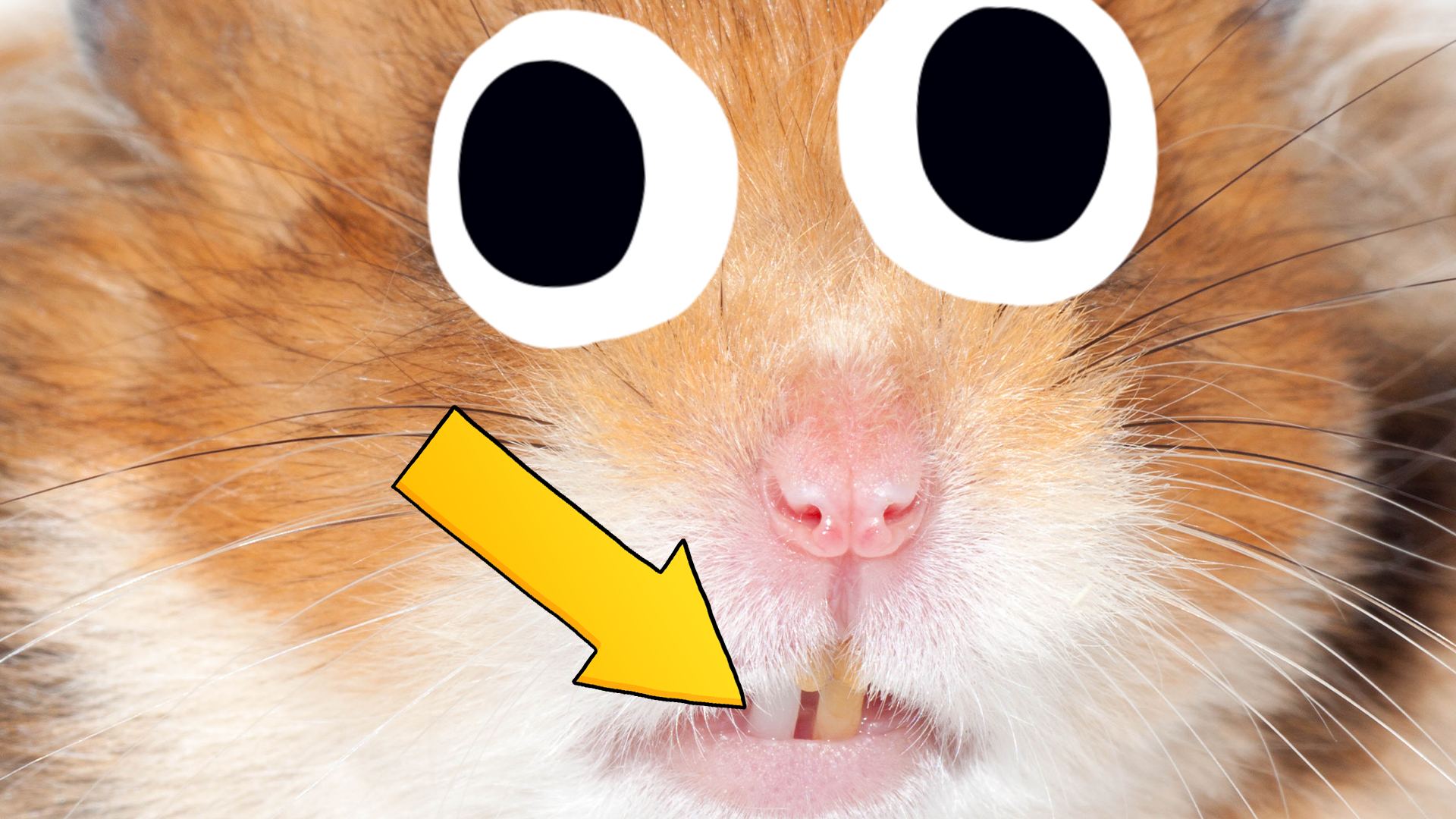 DID YOU KNOW? Hamsters have teeth that continue to grow throughout