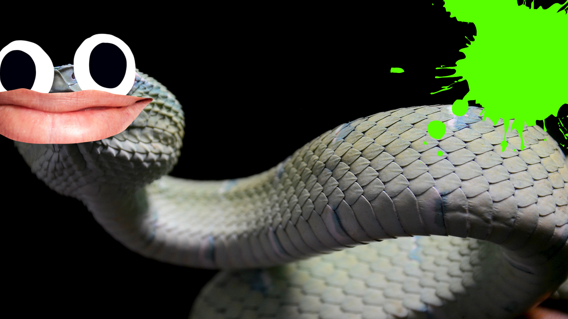 9 Freaky Facts About Snakes