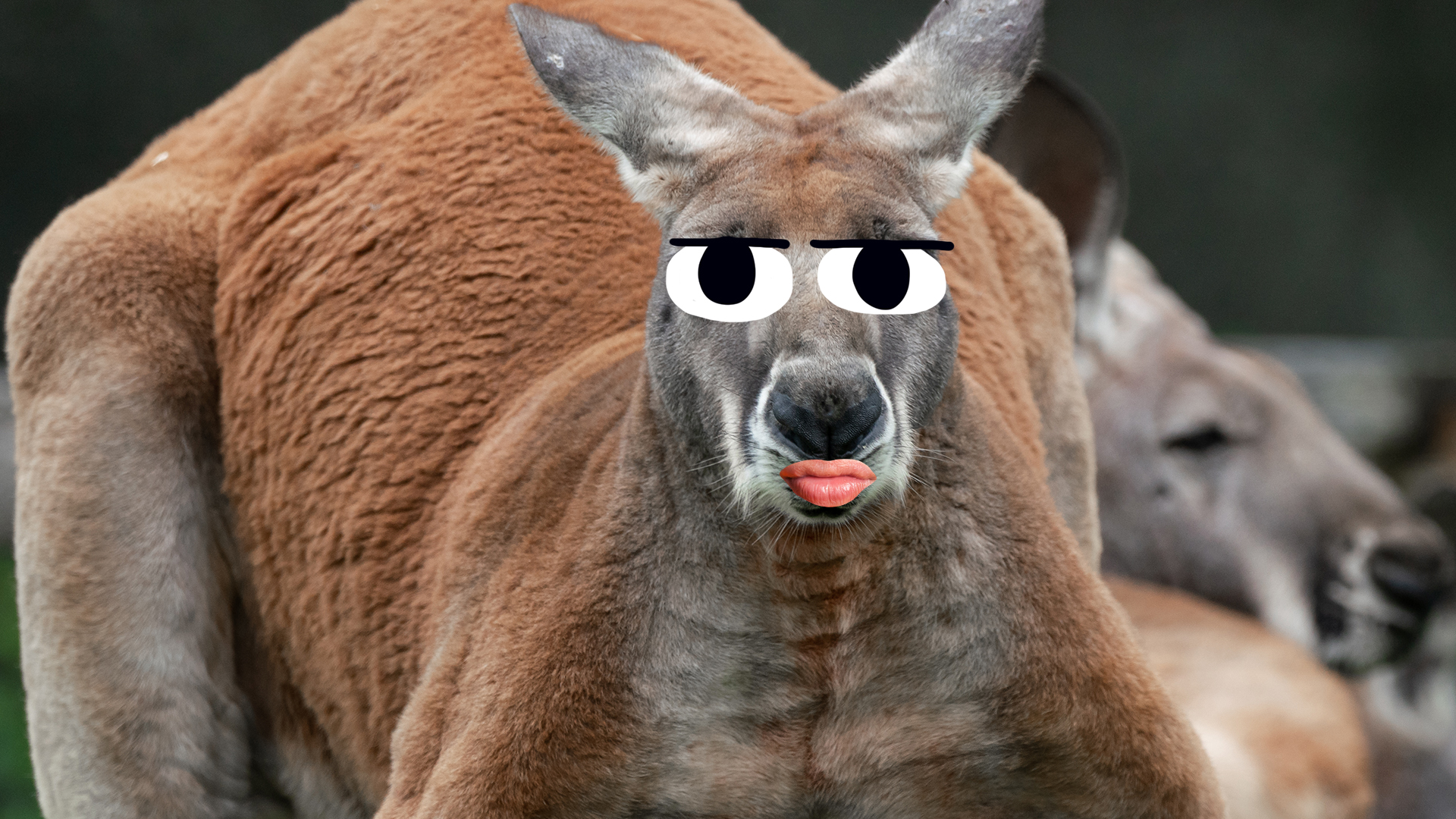 15 Amazing Interesting Kangaroo Facts Beano 