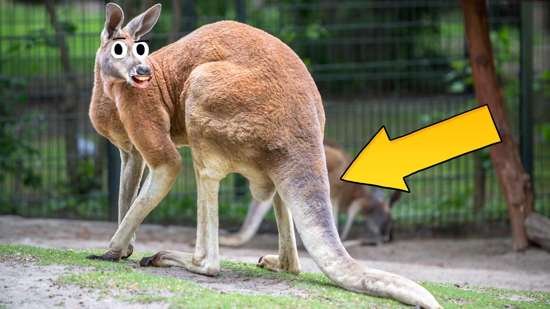 15 Amazing Interesting Kangaroo Facts | Beano