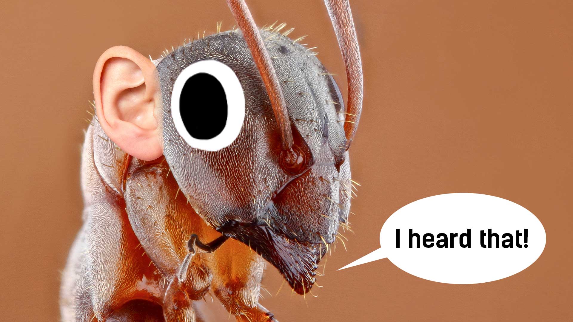 15 Best Interesting Ant Facts | Beano.com