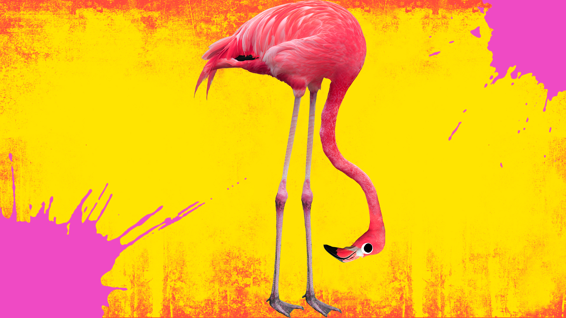 real yellow flamingos
