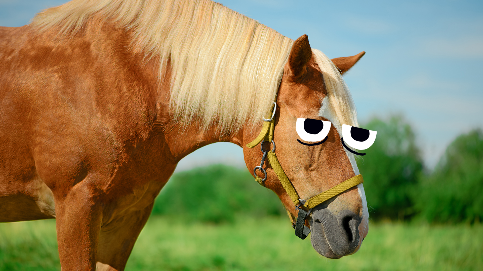 6 Amazing Facts About Your Horse's Face