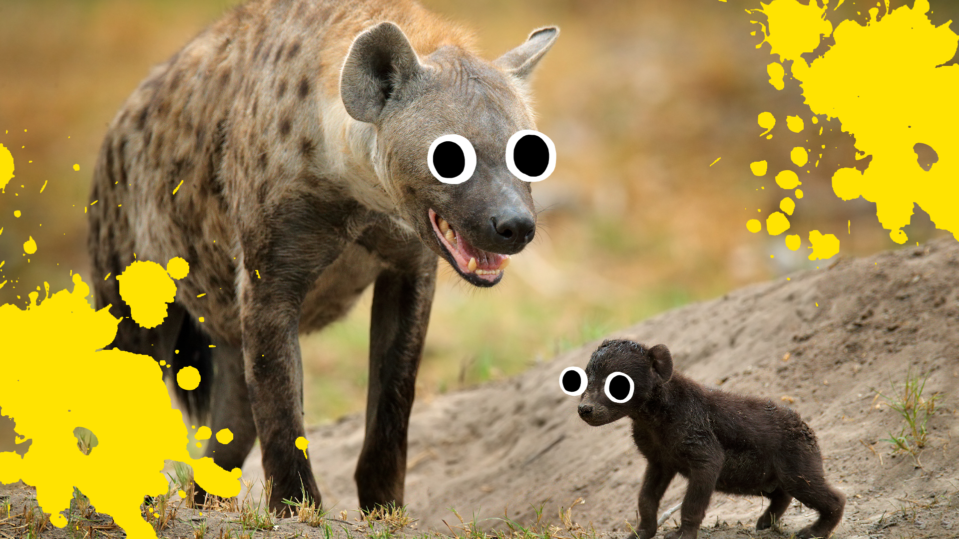 hyena slippers