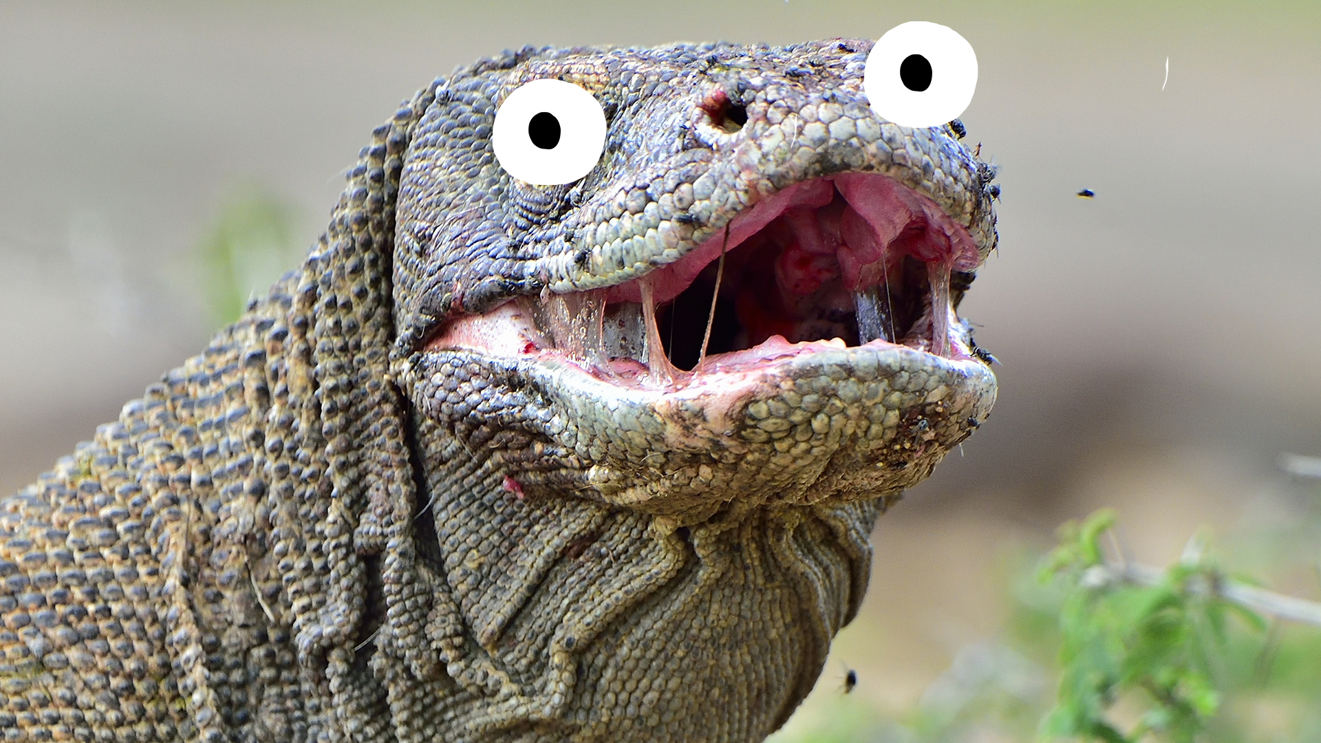 15-interesting-fun-facts-about-komodo-dragons-beano