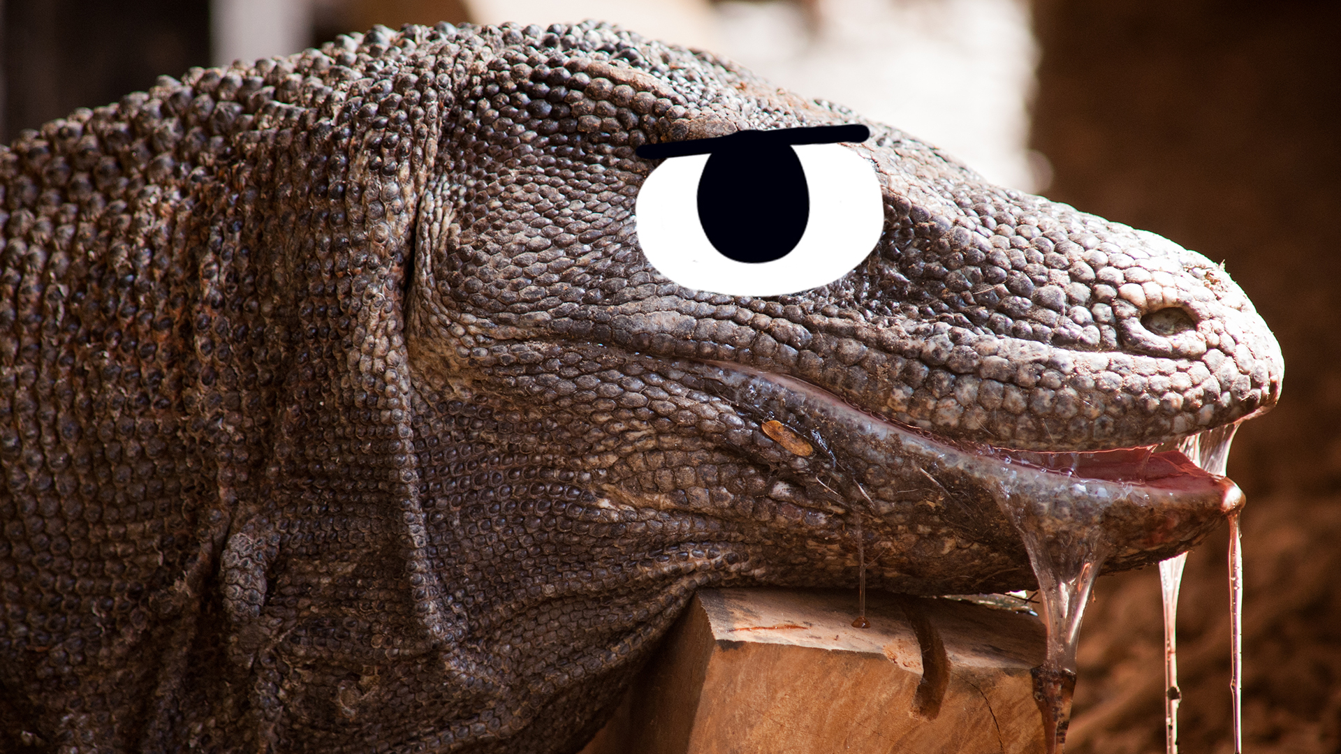 15-interesting-fun-facts-about-komodo-dragons-beano