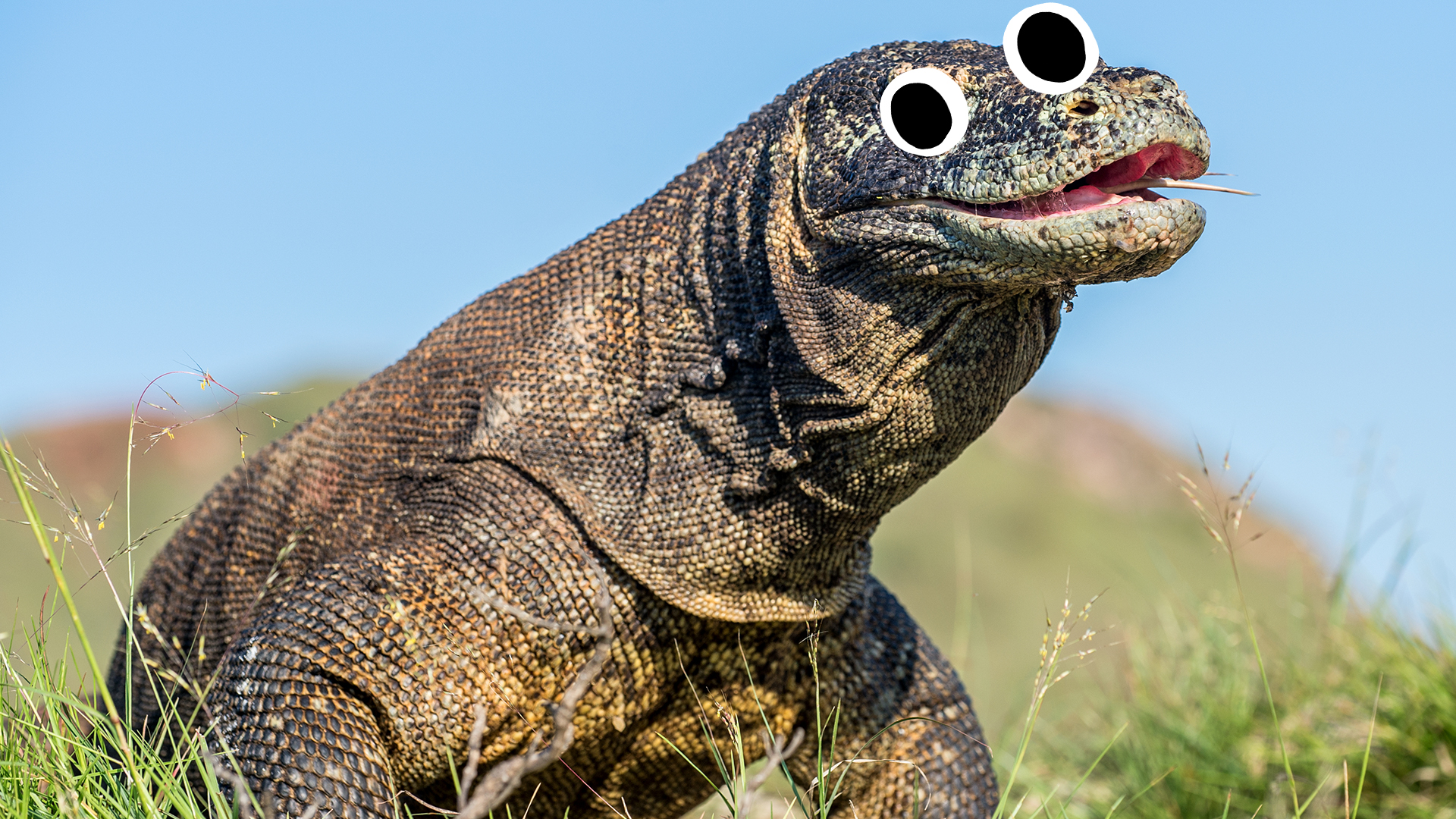 What Is So Interesting About the Komodo Dragon?