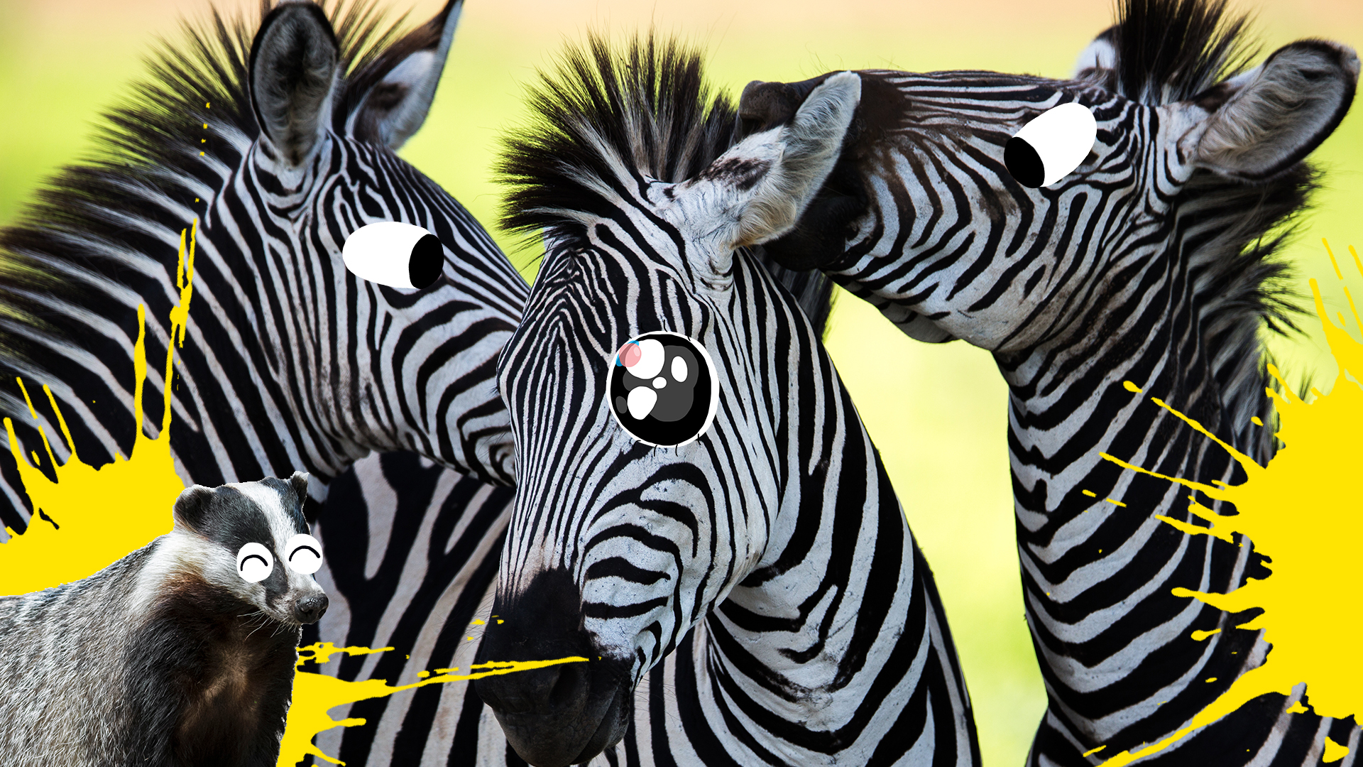 15 Fun Zebra Facts You Never Knew