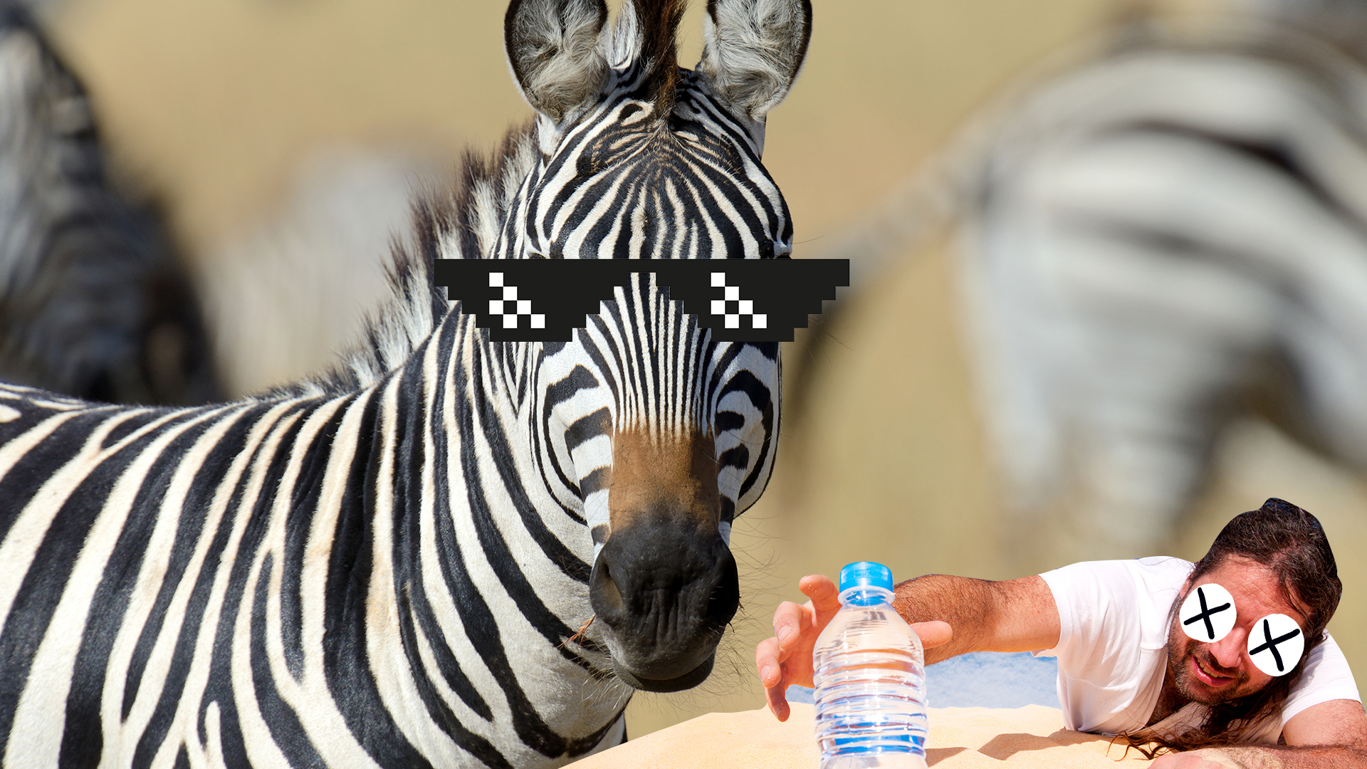 15 Fun Zebra Facts You Never Knew