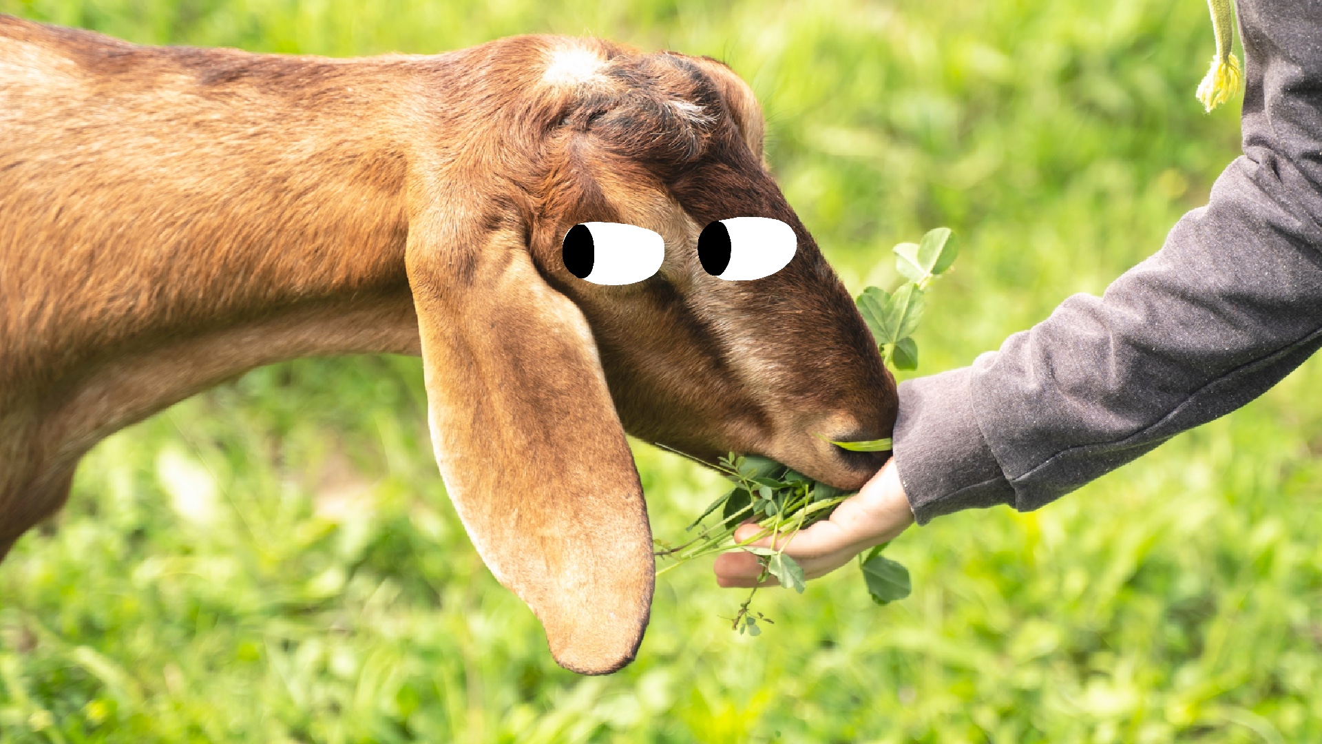 15 Amazing Things You Probably Didn't Know About Goats