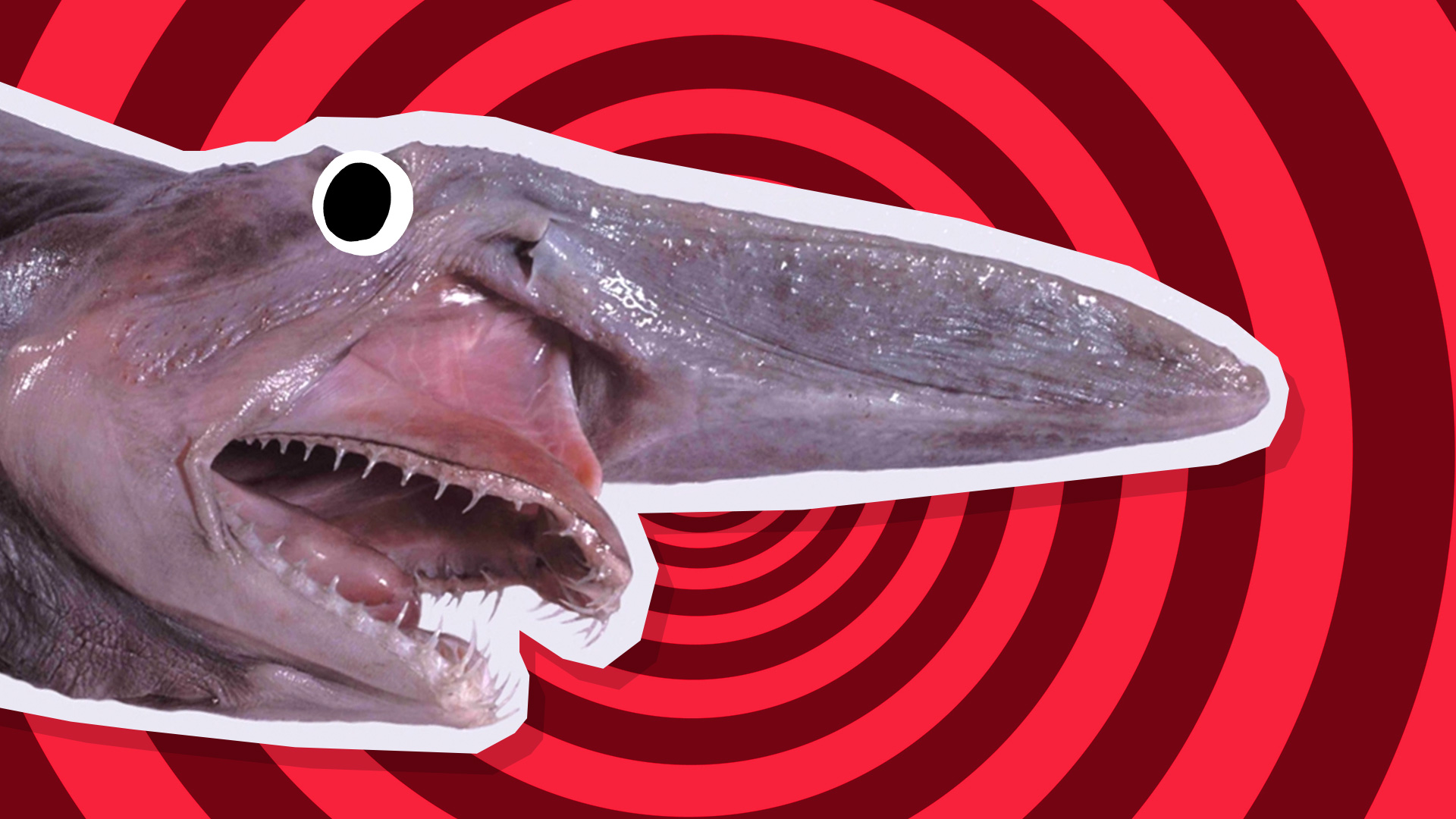 Goblin shark