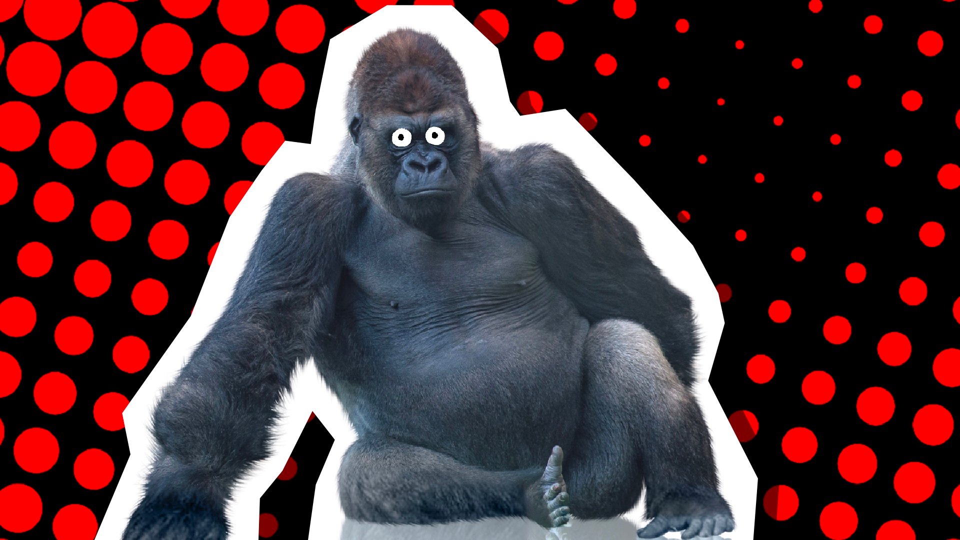 10 Hilariously Funny Gorilla Jokes For Kids Beano Com   Gorilla 10 