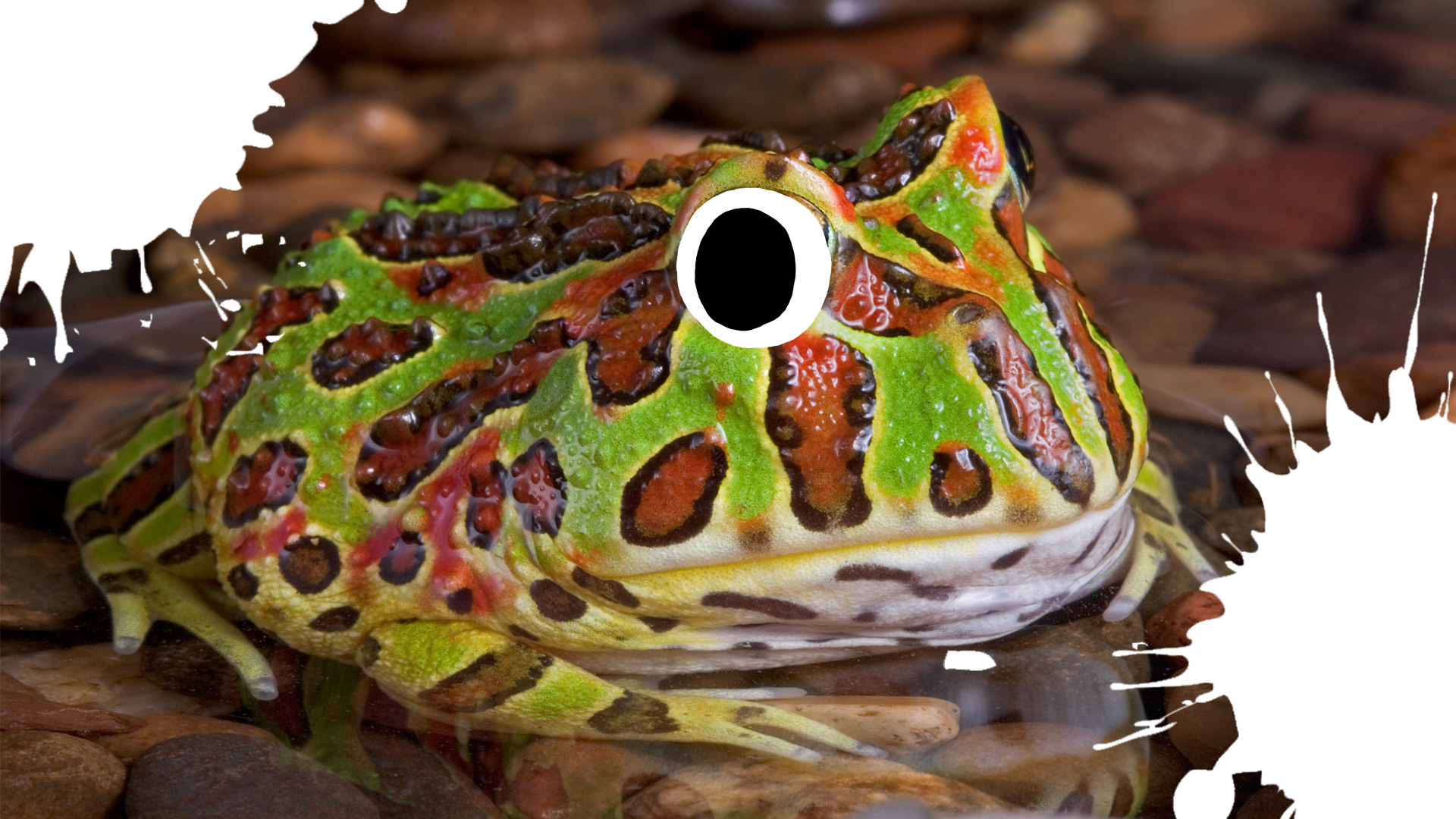 Ornate Horned Frog