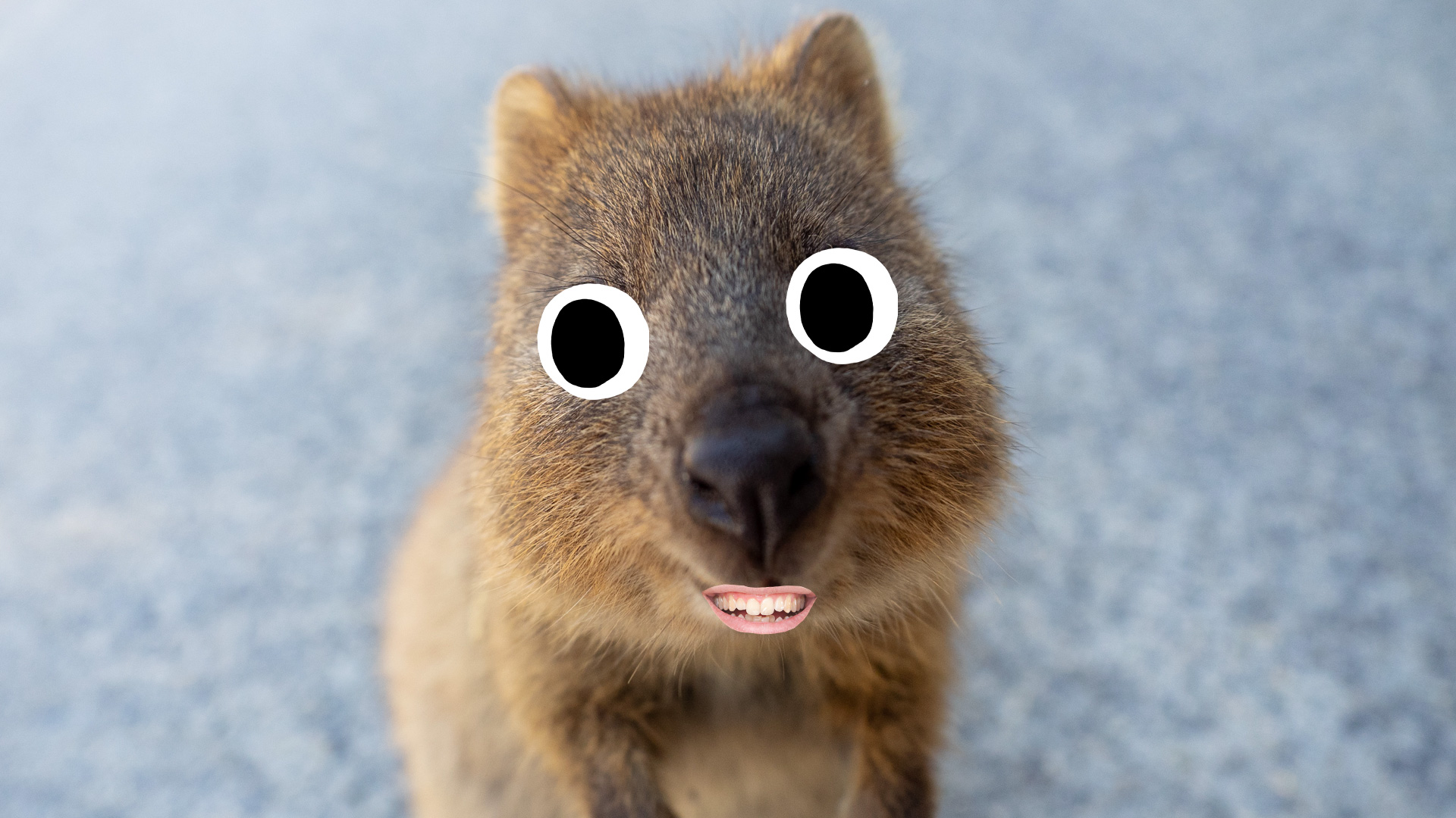 13 Adorable Quokka Facts | Posts | Beano.com