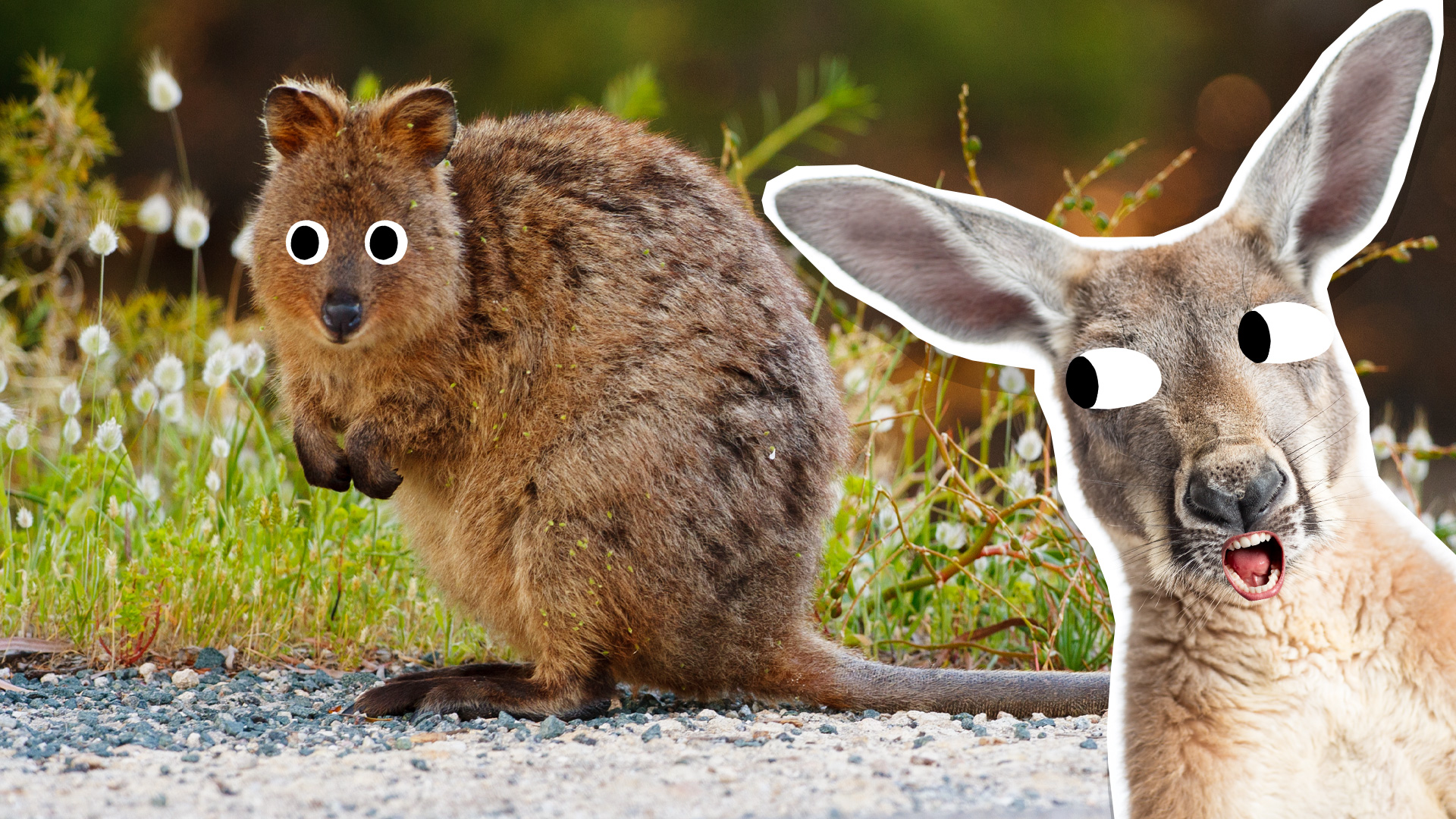 13 Adorable Quokka Facts | Posts | Beano.com