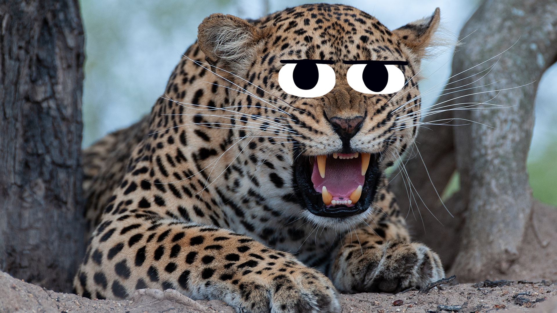 15 Amazing Leopard Fun Facts You Never Knew | Beano