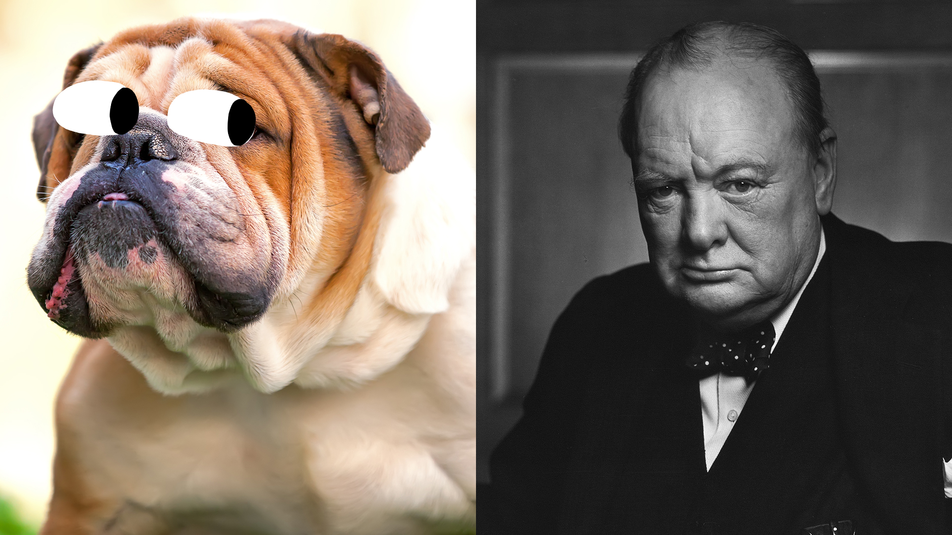 why was churchill called the british bulldog