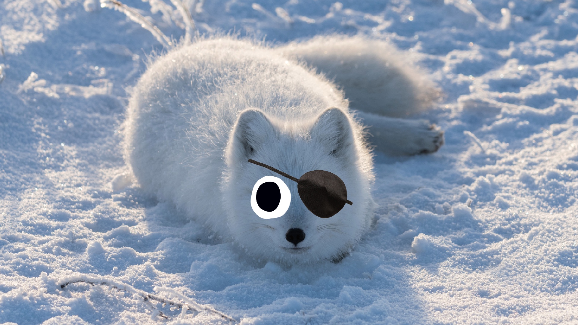 15 Best Interesting Arctic Fox Facts Beano 