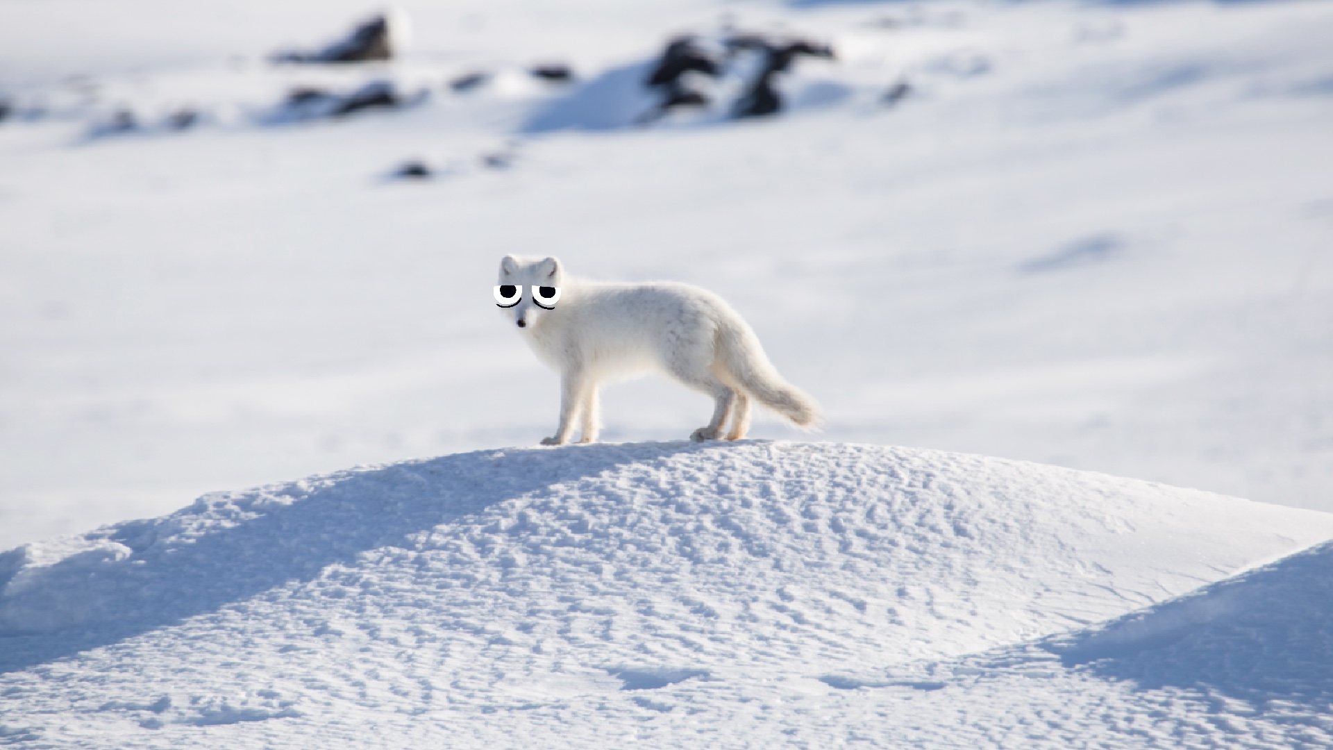 Top 10 facts about Arctic foxes