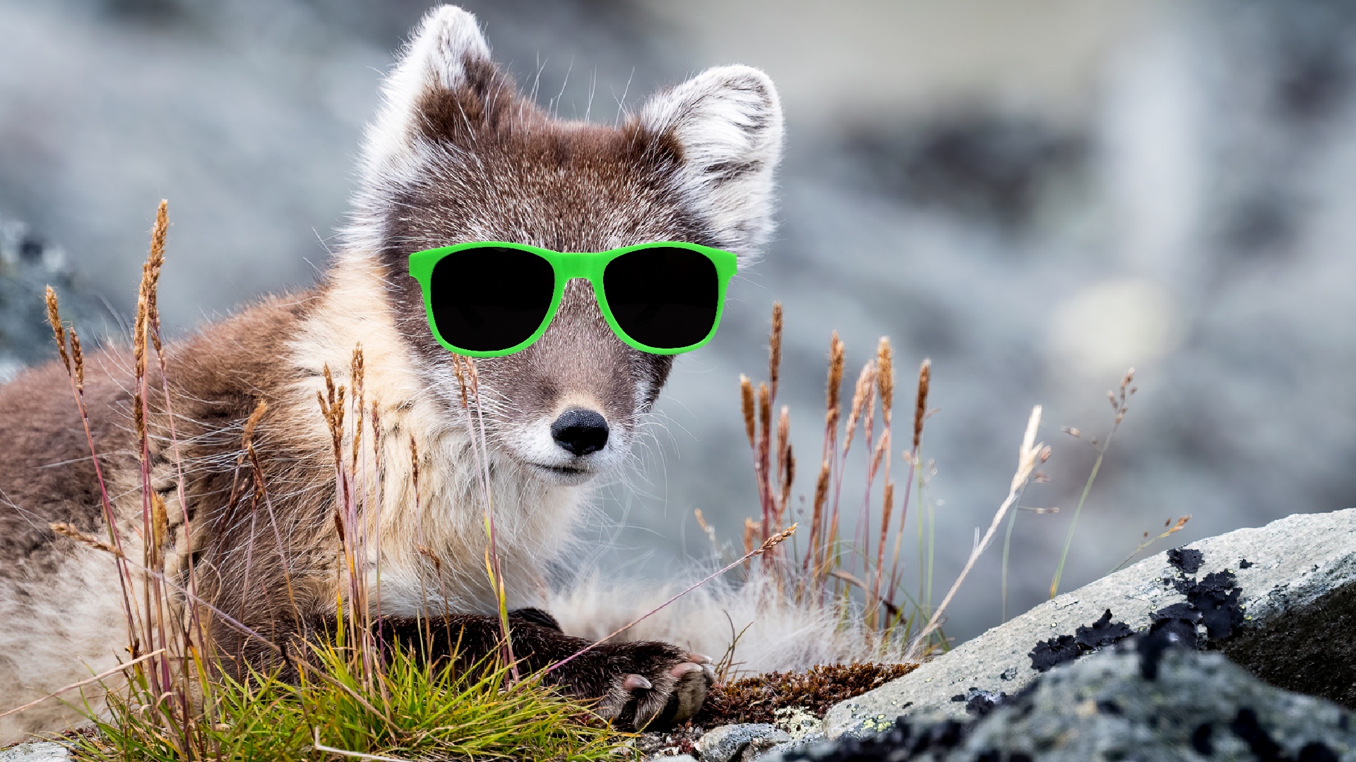 Arctic Fox - World's Warmest Coat, Crafty Tundra Dweller - FactZoo.com