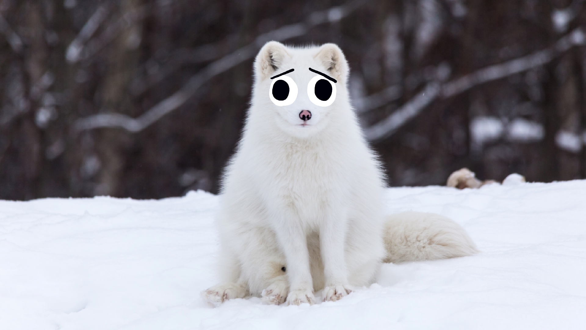 15 Best Interesting Arctic Fox Facts Beano 