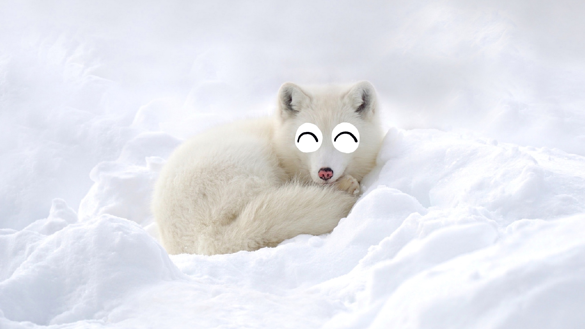 Animal Facts: Arctic fox