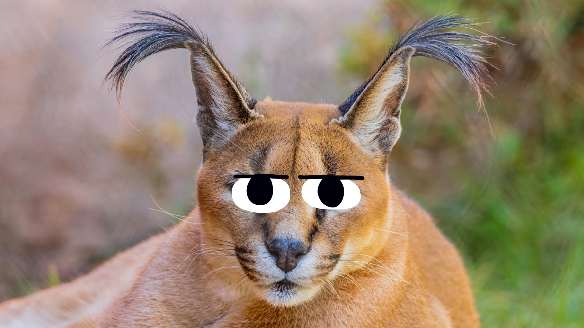 ARE YOU TELLING ME FLOPPA ISNT IN THE GAME!? (OR JUST A CARACAL CAT) :  r/animalroyale