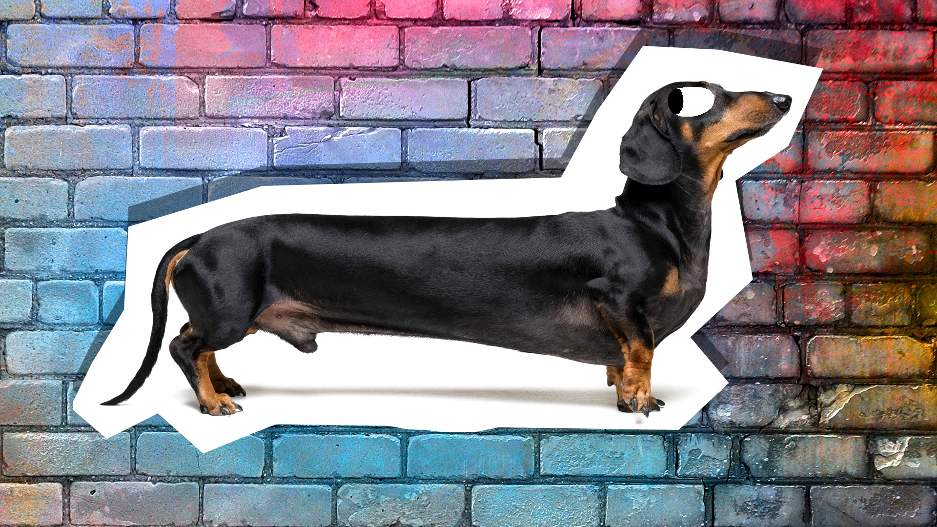 Dachshund store jokes images