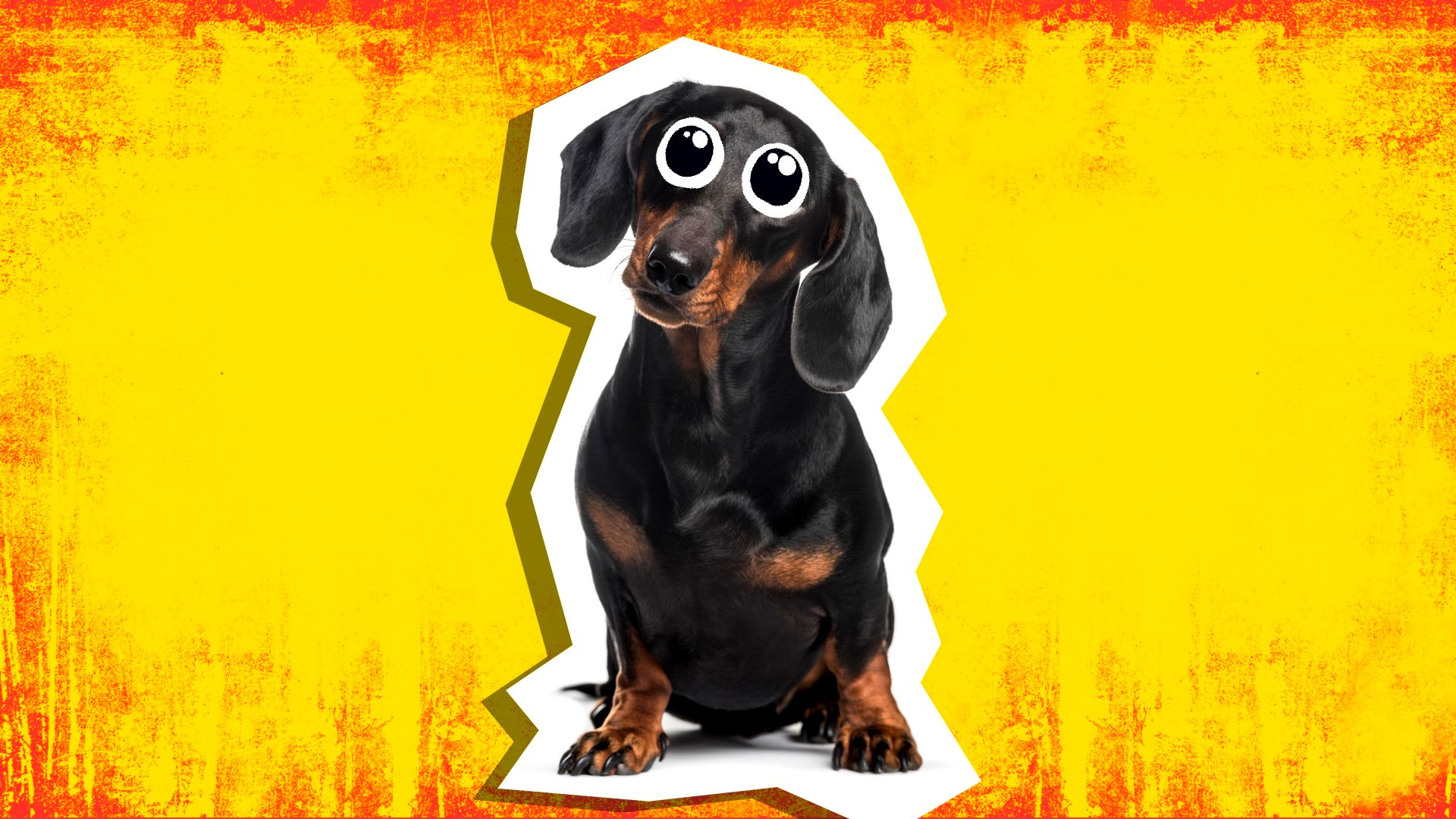 20 Dachshund Jokes & Puns* | Beano.com