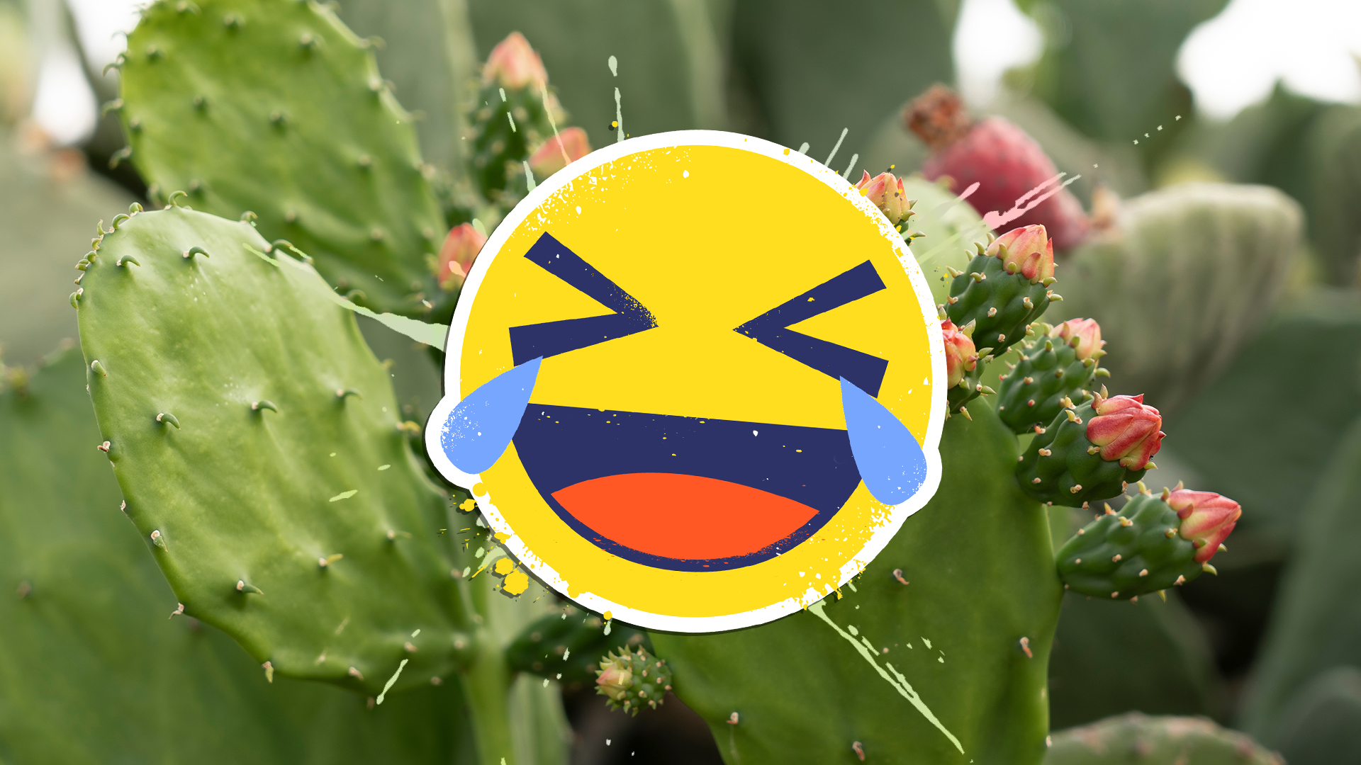 30 Cactus Jokes & Puns for Kids | Beano.com