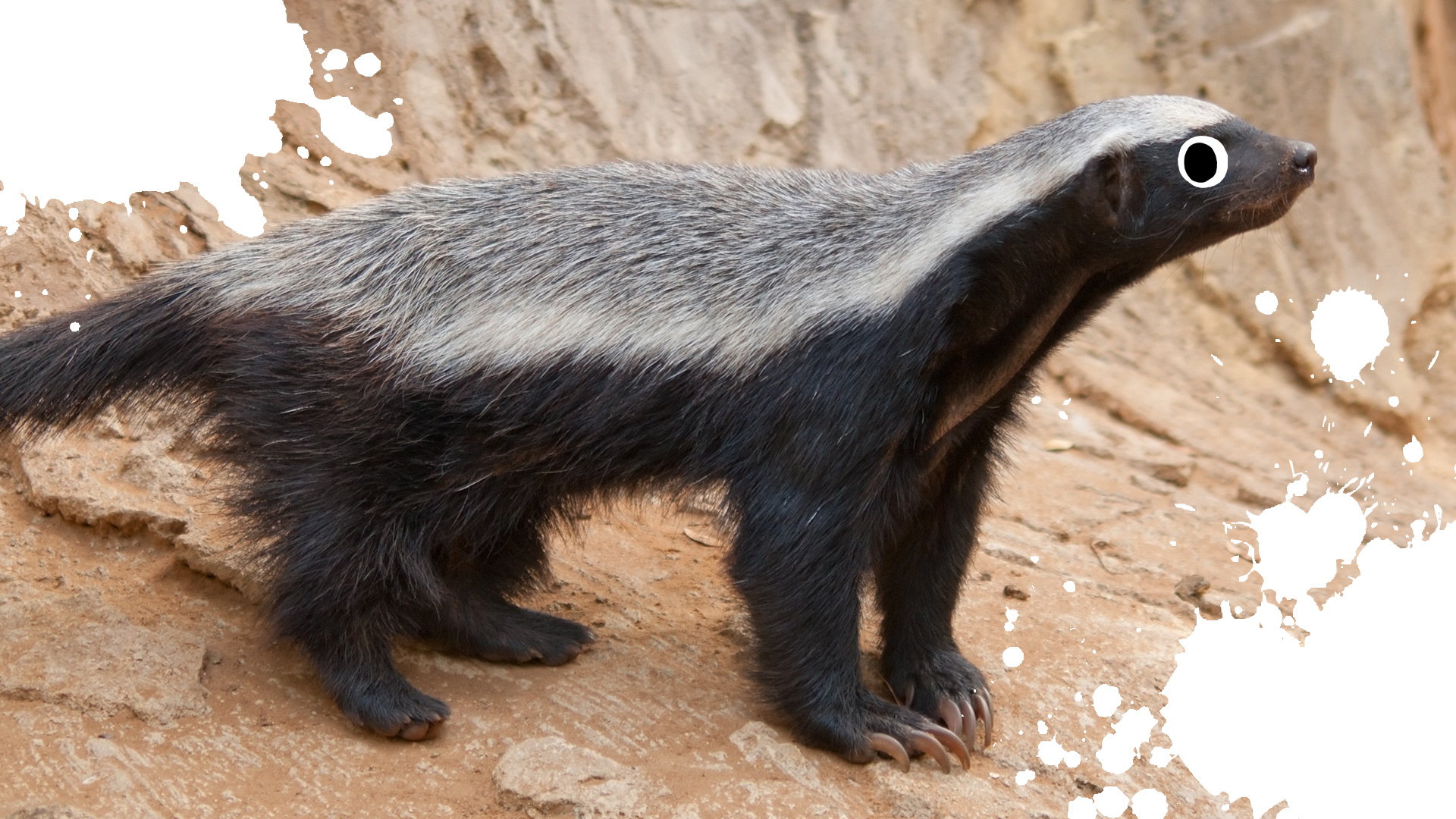 15 Wild Honey Badger Fun Facts | Beano