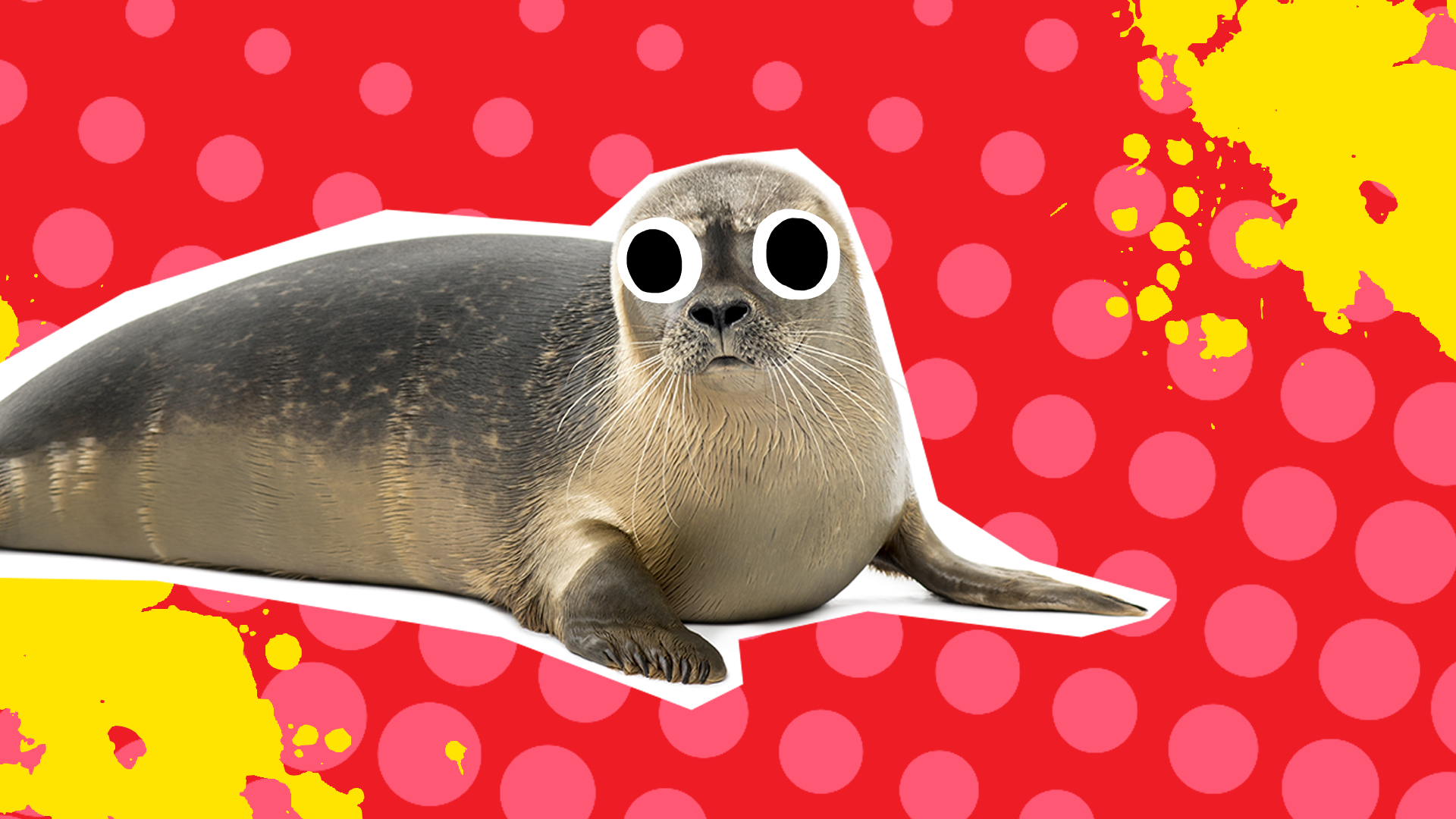 Ultimate 30 Best Seal Jokes & Puns for Kids | Beano.com