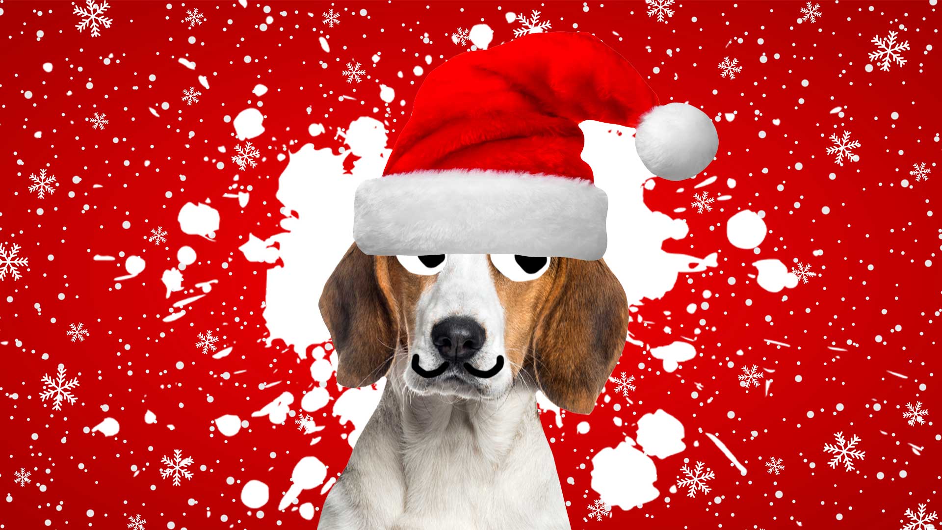 funny dog christmas photos