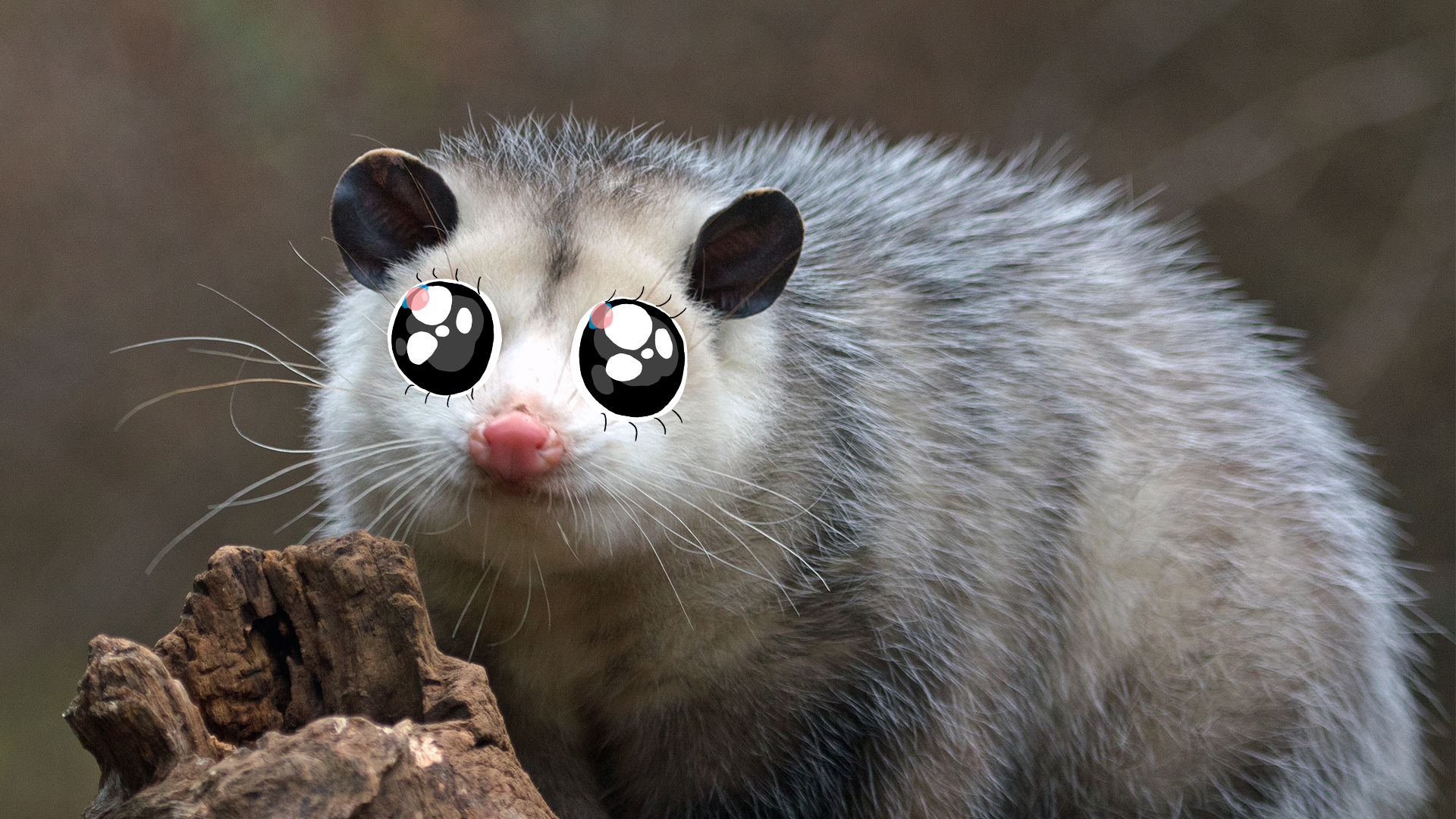 cute possums