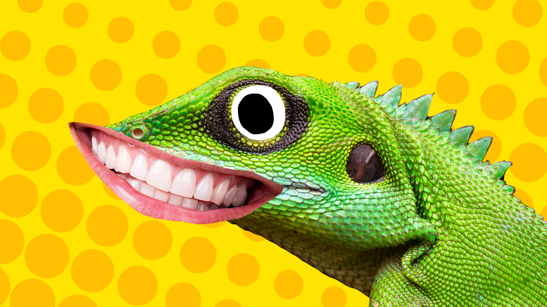 30-lizard-jokes-puns-for-kids-beano